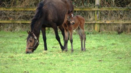 Bay filly by Rip Van Winkle